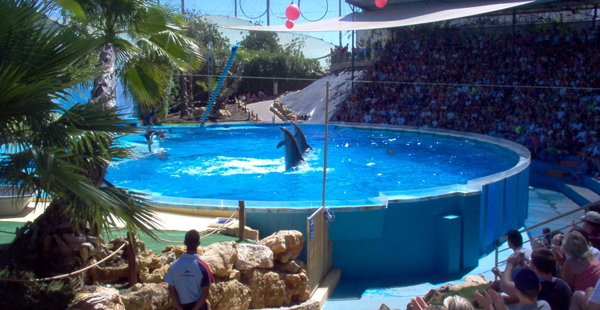 SeaWorld Orca with collapsed Dorsal fin