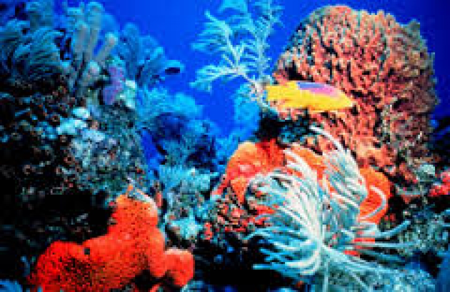 Sunscreen Destroying Coral Reefs