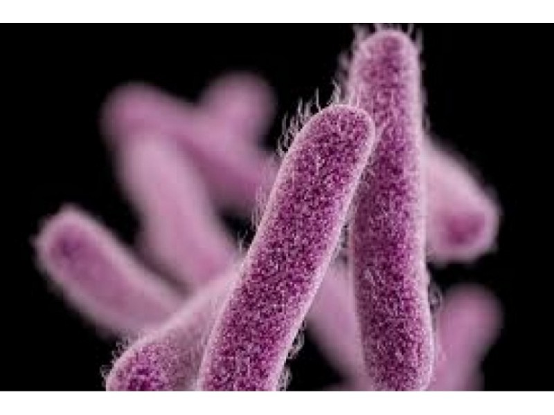 Additional 41 people Sickened with Shigella Linked to S.J. Restaurant