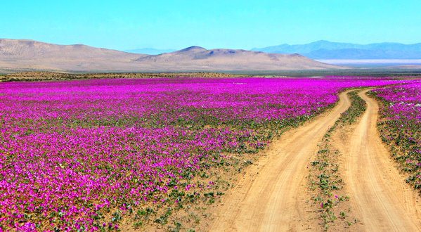 'atacama desert flowers