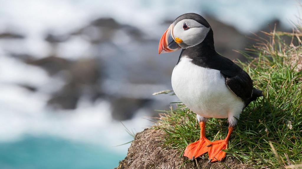 The Atlantic puffin population is still in the millions but fewer young birds are surviving to breed