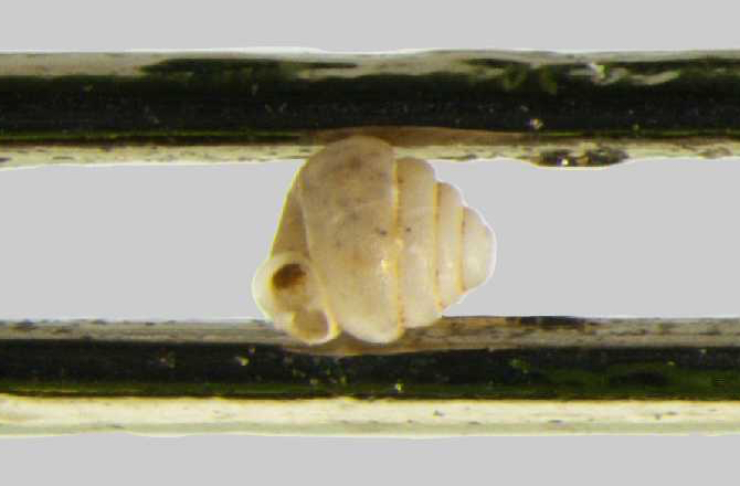 Tiny, record-breaking Chinese land snails fit almost 10 times into the eye of