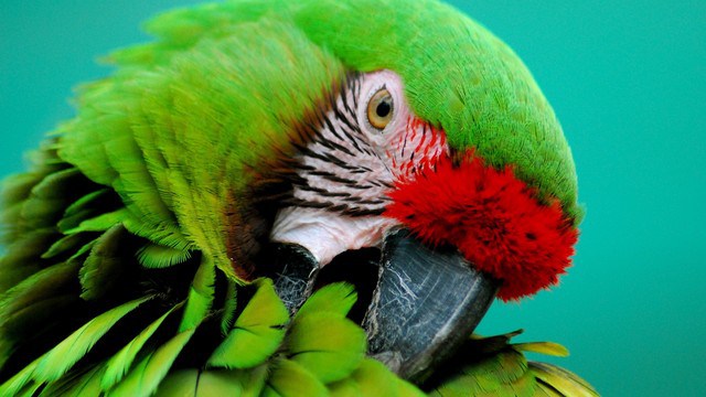 'the military and great green macaw are on the endangered species act