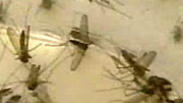 The mosquito species that carry West Nile virus vary across North America