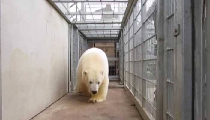 The polar bear was on his way to the Yorkshire Wildlife Park