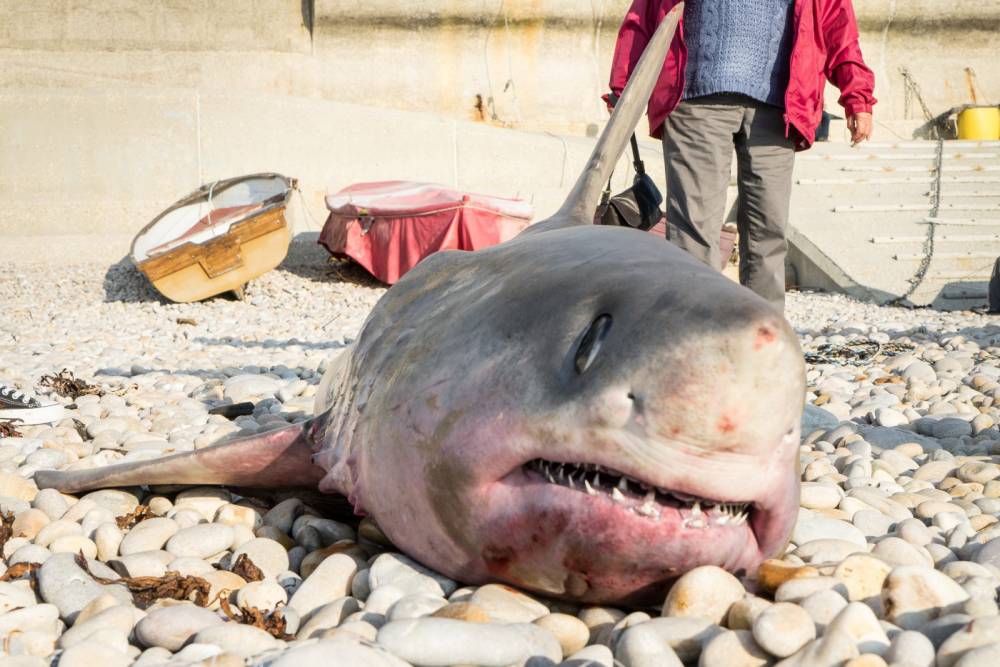 Fishermen in Dorset accidentally caught this two-metre long shark