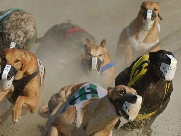 NSW greyhound industry hearings resume