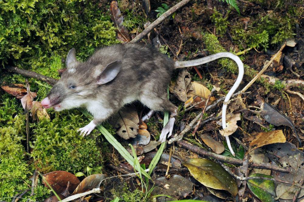 Scientists discover new rat species with terrifyingly long pubic hair