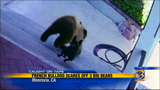 Bulldog bullies three bears on family property story image