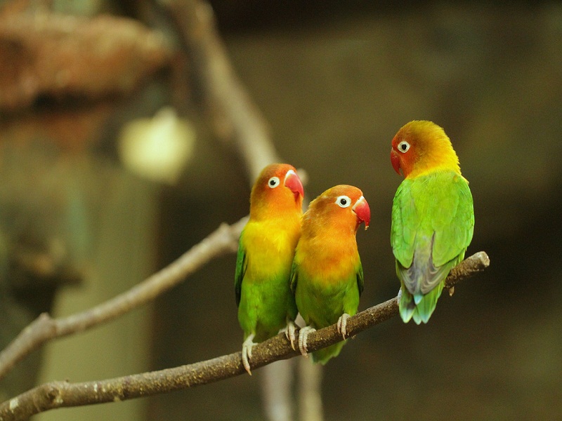 Yale prof's analysis of nearly 200 bird species helps map avian 'tree of life'