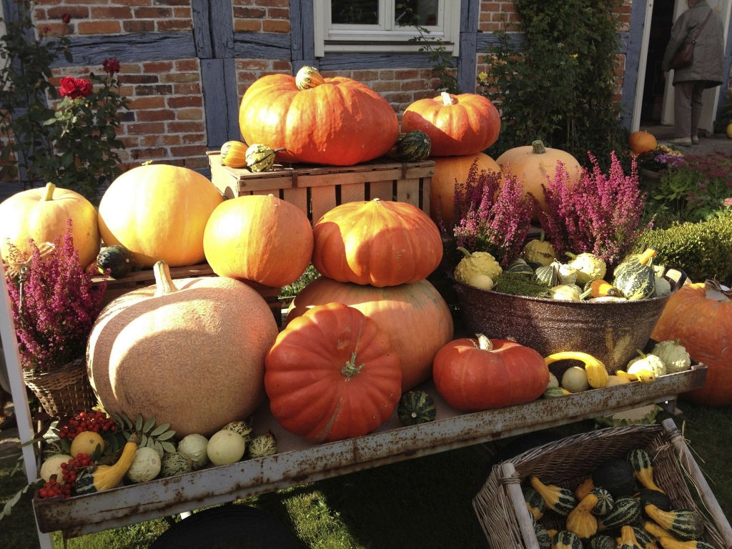 Fall Festivals 2015