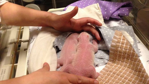 Giant panda cubs