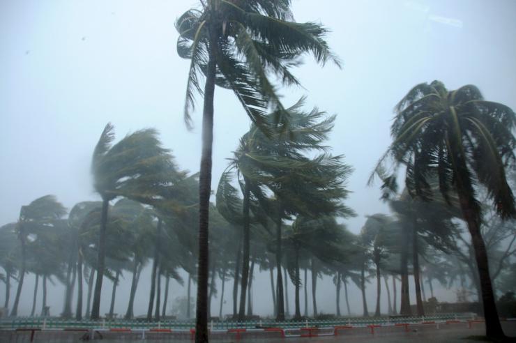 Trees are blown by Typhoon Mujigae on a street in Zhanjiang Guangdong province