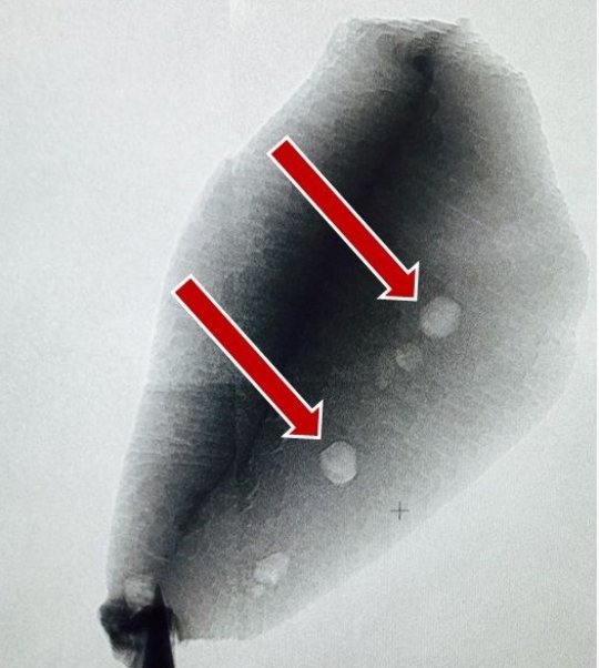 Carbon in 4 billion year old zircon