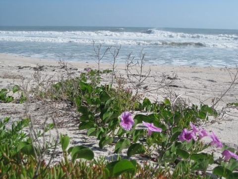 Surfer, 14, bitten by shark in waters off New Smyrna Beach