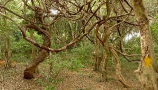 Vines Choke a Tropical Forest’s Ability to Store Carbon Says Study