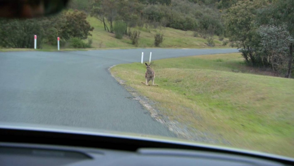 Volvo developing kangaroo detection and collision avoidance technology