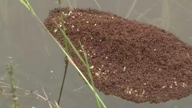 This floating colony of ants was captured in Dorchester County South Carolina