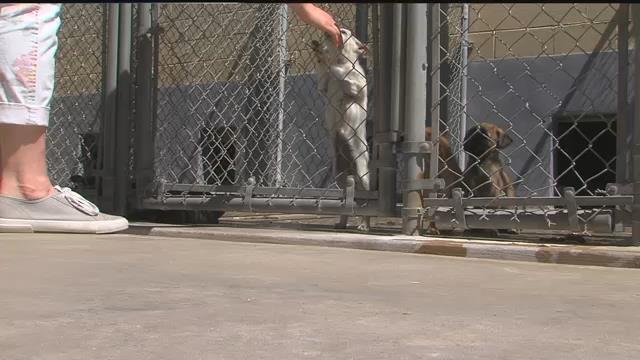 Jefferson County animal services remain in hands of humane society