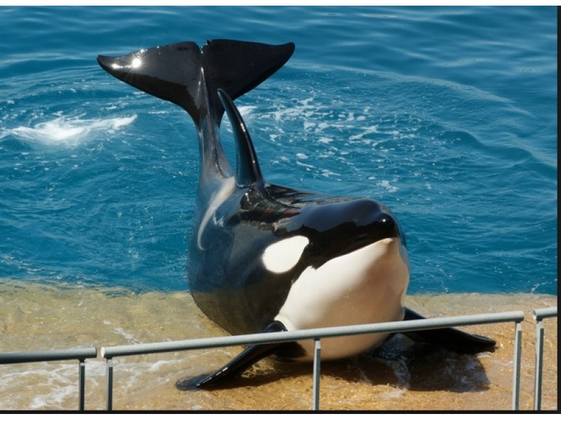 Do You Think the Ban on SeaWorld's Orca Breeding is Fair