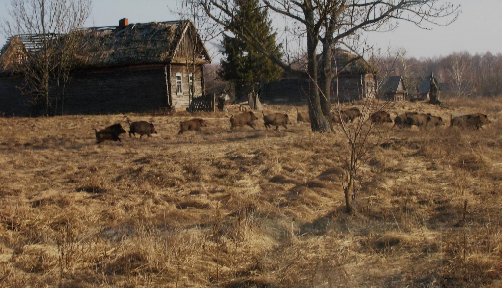 At site of world's worst nuclear disaster the animals have returned