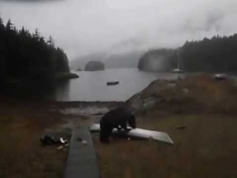 Bear Gnaws on Kayak