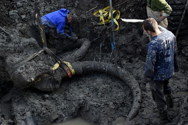 University of Michigan professor Daniel Fisher leads a team of Michigan students as they excavate woolly mammoth bones found on a farm