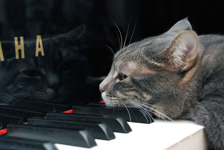 Who better to lead the way to National Cat Day on Classical 101 than Nora the Cat and internet musician par excellance. Check out her compositions here