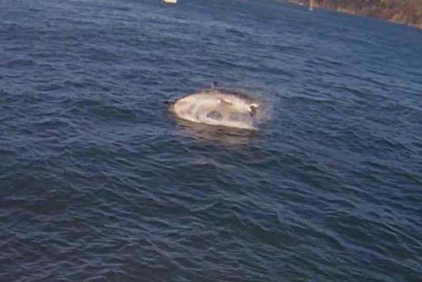 An Alcatraz Ferry Captured THE BEST Video of that Great White Shark Attack in