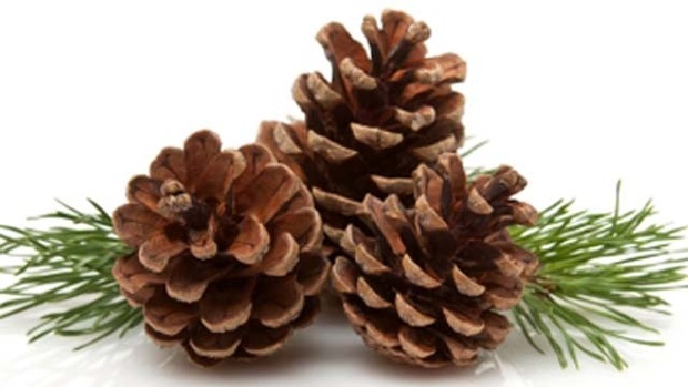 Pine Cone