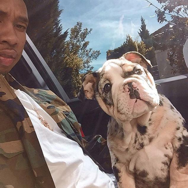 Did Kylie Jenner Just Drop $50000 On A… DOG?!