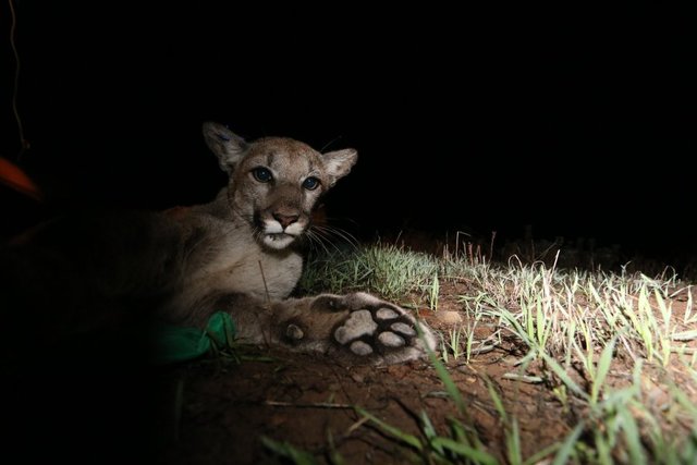 Three Young Mountain Lions Found Dead in Santa Monica Mountains