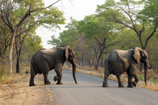 Elephants cross the road