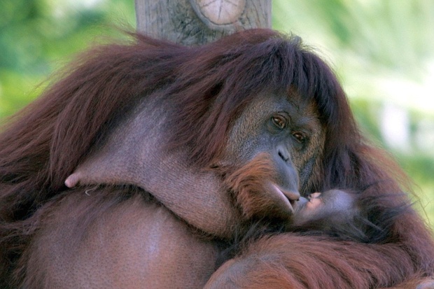 Orangutan babies are the worst affected by the smoke
Reuters