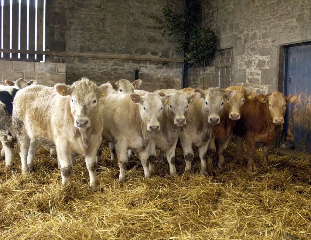 A group of mixed heifers and steers ready for Hexham Mart