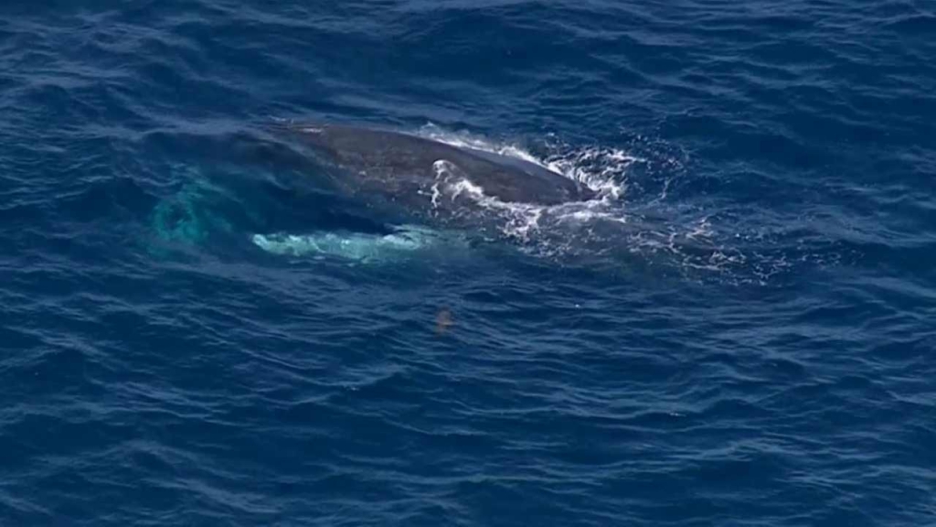 A humpback whale entangled in lobster trapping gear was spotted about one mile off Balboa Pier in Newport Beach on Friday Oct. 30 2015