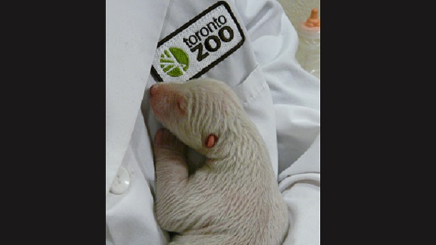 A polar bear cub is fighting for its life at the Toronto Zoo