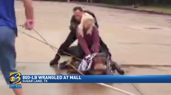 Huge alligator visits shopping mall in Texas story image