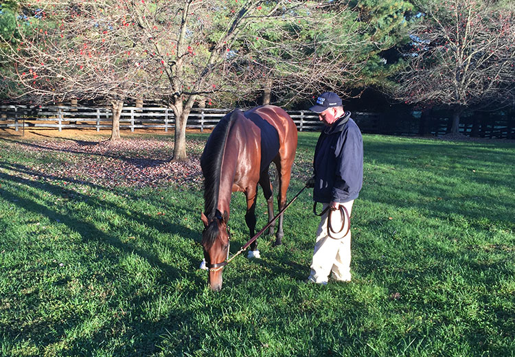 American Pharoah grazing