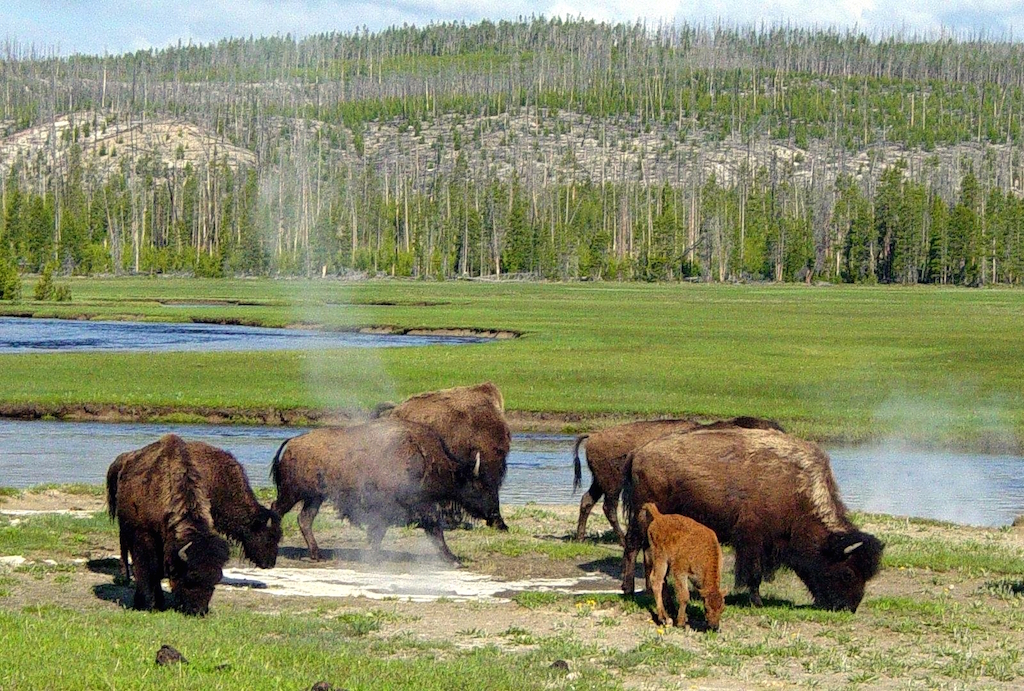 Yellowstone Bison