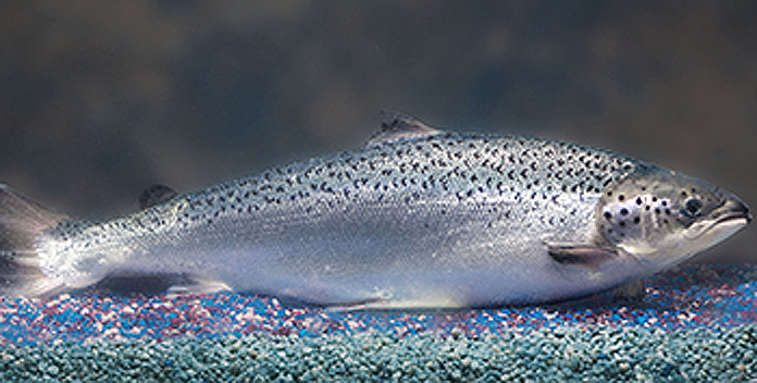 AquAdvantage says the salmon will look and taste like non-altered fish