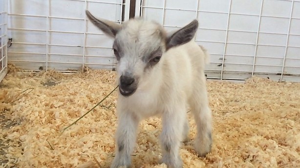 Baby pygmy goat stolen from Arizona State Fair petting zoo