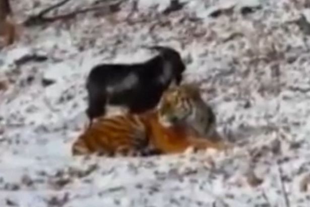 Siberian tiger befriends a goat