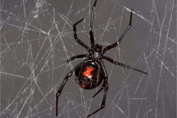 Researchers extract, sequence spider DNA from spider web