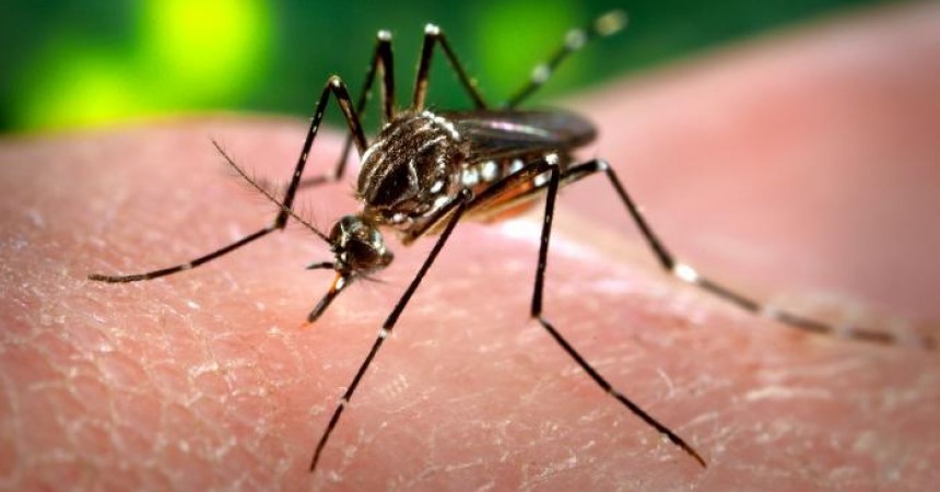 Zika virus right next door