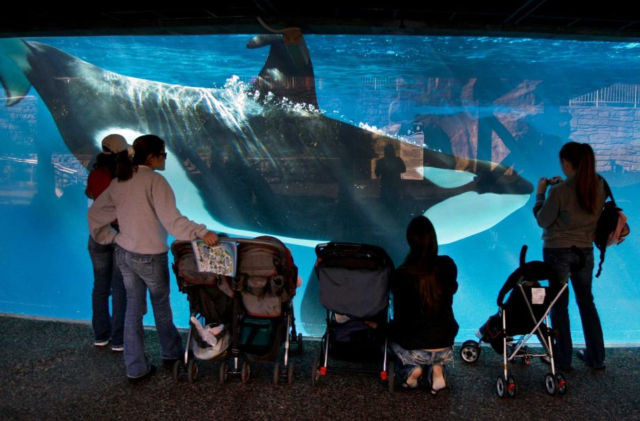 Burbank Lawmaker Pushes For End To Killer Whale Shows At SeaWorld