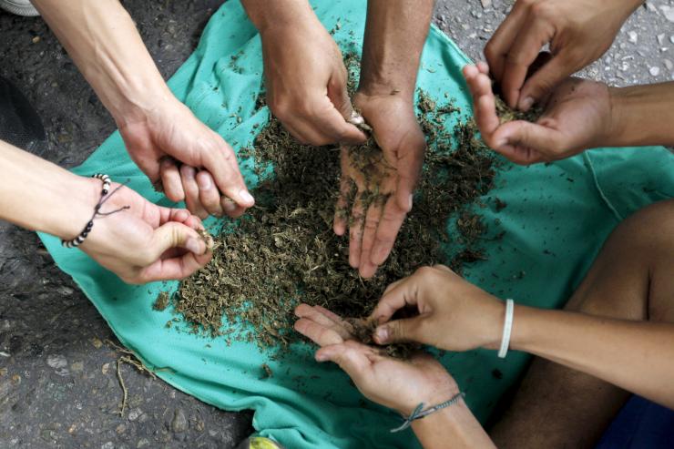 Colombia marijuana