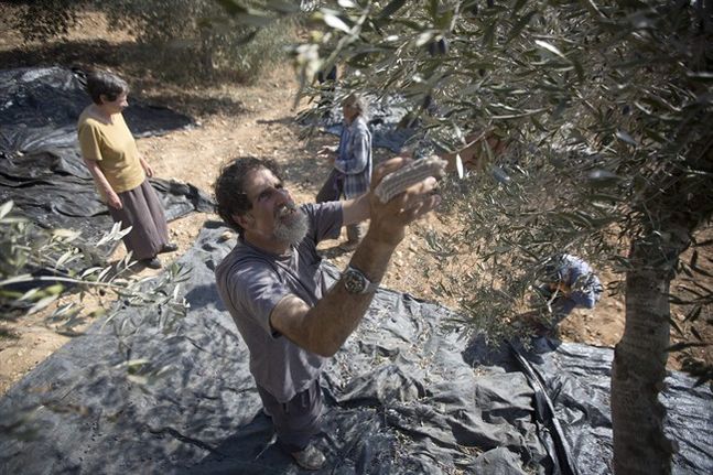 Israeli activist Rabbi Arik Ascherman helps Palestinians harvest olives in the village of Burin near the West Bank city of Nablus. Ascherman's right middle finger is still bandaged from a recent confrontation in the Wes