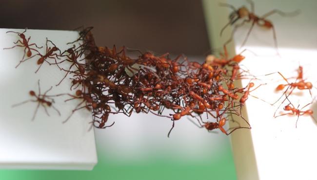 Army Ants Build Body Bridges to Span Gaps