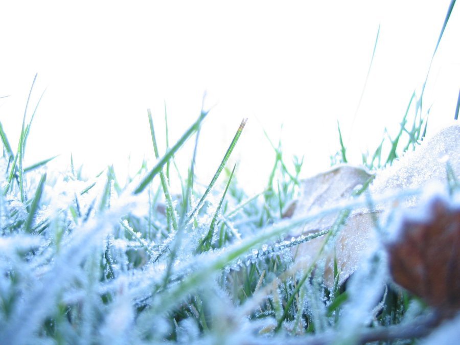 A close shot of frost on the grass